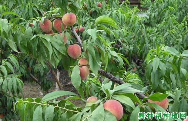 桃树的需肥特性是怎么样? 桃树的需肥特性是怎么样?