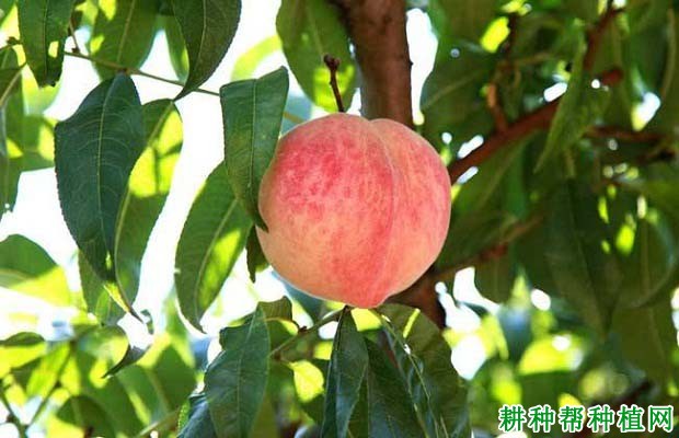 桃树的需肥特性是怎么样? 桃树的需肥特性是怎么样?