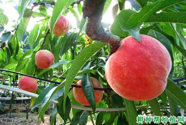 桃树的需肥特性是怎么样? 桃树的需肥特性是怎么样?