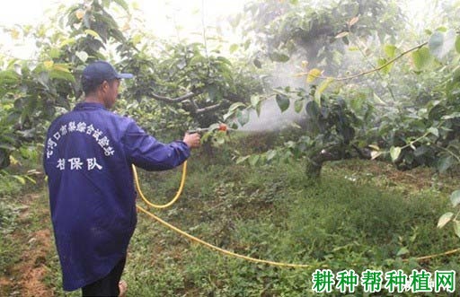 种植柿子树怎么施肥? 种植柿子树怎么施肥?