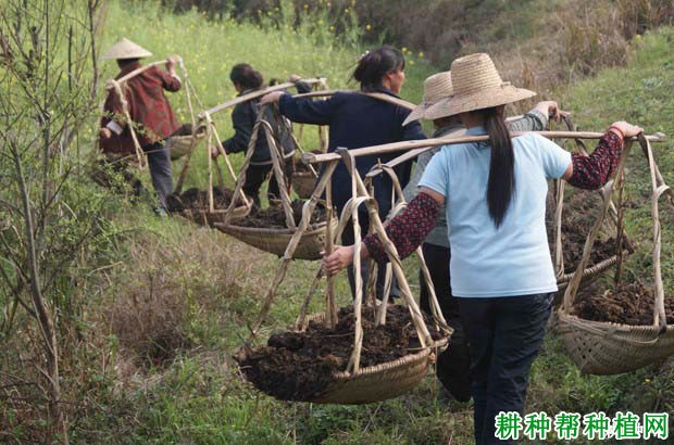 种植柿子树怎么施肥? 种植柿子树怎么施肥?