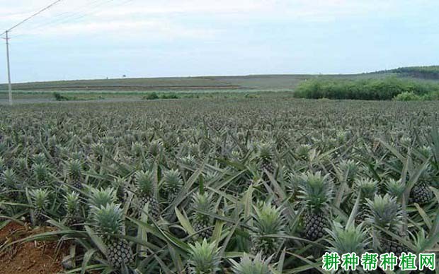 种植菠萝怎么追肥? 种植菠萝怎么追肥?