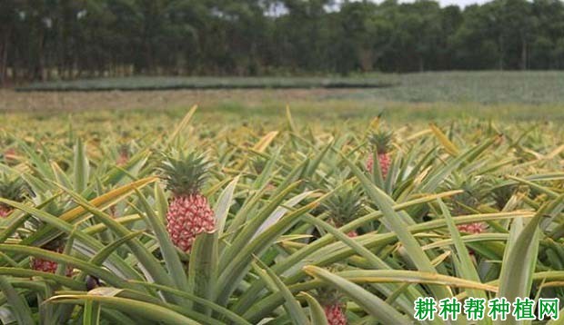 种植菠萝怎么追肥? 种植菠萝怎么追肥?