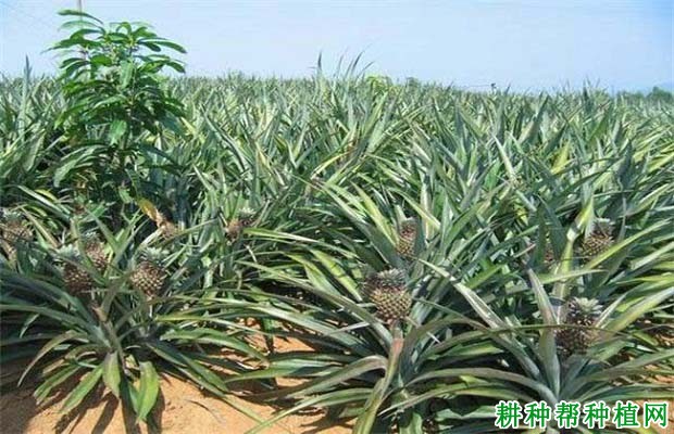 种植菠萝怎么追肥? 种植菠萝怎么追肥?