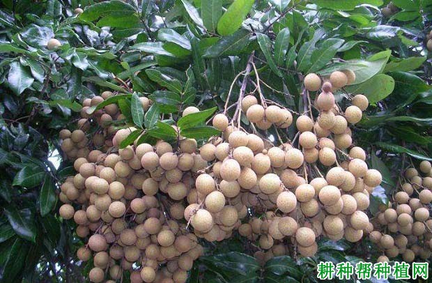 龙眼树生长需要多少肥料? 龙眼树生长需要多少肥料?