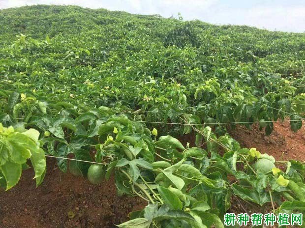 百香果生长习性是怎么样? 百香果生长习性是怎么样?
