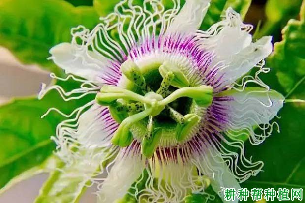 百香果受精授粉是怎么样的? 百香果受精授粉是怎么样的?