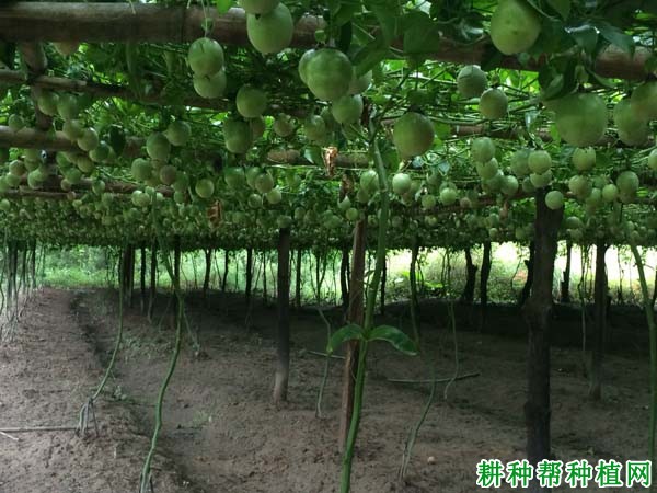 种植百香果要不要浇水? 种植百香果要不要浇水?