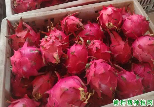 火龙果如何采收? 火龙果如何采收?