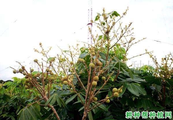龙眼什么时候开始生理落果? 龙眼什么时候开始生理落果?