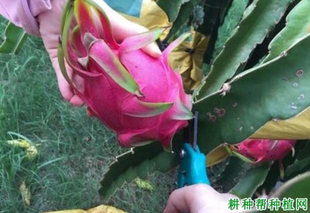 火龙果如何采收? 火龙果如何采收?