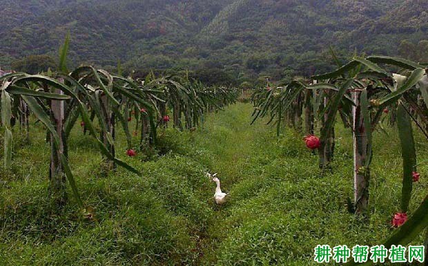 火龙果园内生草有什么好处? 火龙果园内生草有什么好处?