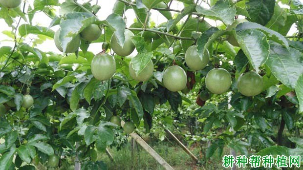 百香果如何合理施肥? 百香果如何合理施肥?