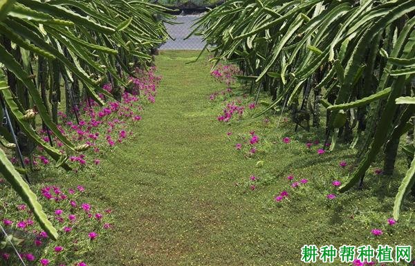 火龙果园内生草有什么好处? 火龙果园内生草有什么好处?