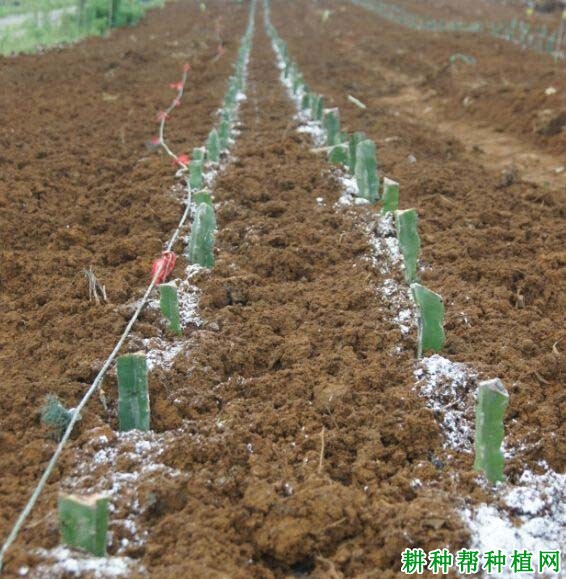火龙果什么时候可以种? 火龙果什么时候可以种?