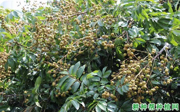龙眼果实的生长习性是怎么样? 龙眼果实的生长习性是怎么样?