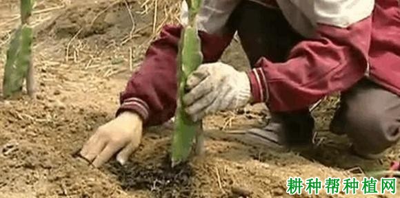 火龙果什么时候可以种? 火龙果什么时候可以种?