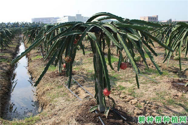 火龙果种植条件是什么样? 火龙果种植条件是什么样?