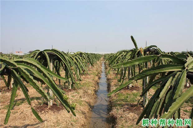火龙果种植条件是什么样? 火龙果种植条件是什么样?