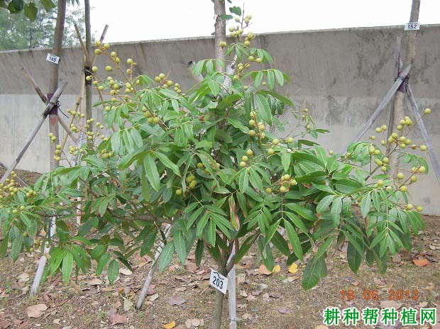 龙眼树的生长周期如何划分? 龙眼树的生长周期如何划分?
