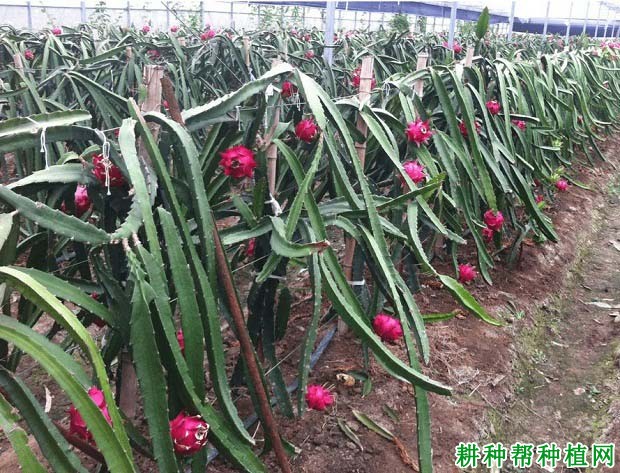 火龙果种植条件是什么样? 火龙果种植条件是什么样?