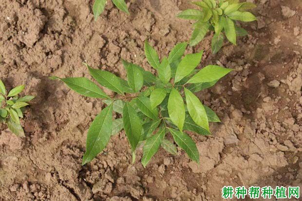 龙眼树的生长周期如何划分? 龙眼树的生长周期如何划分?