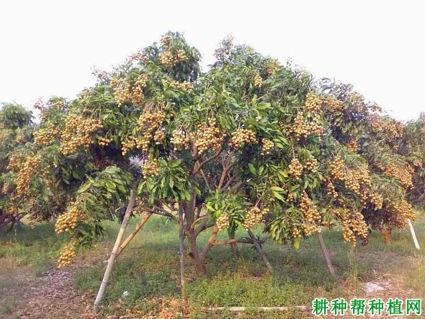 龙眼树的生长周期如何划分? 龙眼树的生长周期如何划分?