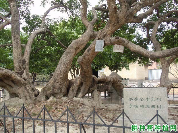 龙眼树的生长周期如何划分? 龙眼树的生长周期如何划分?