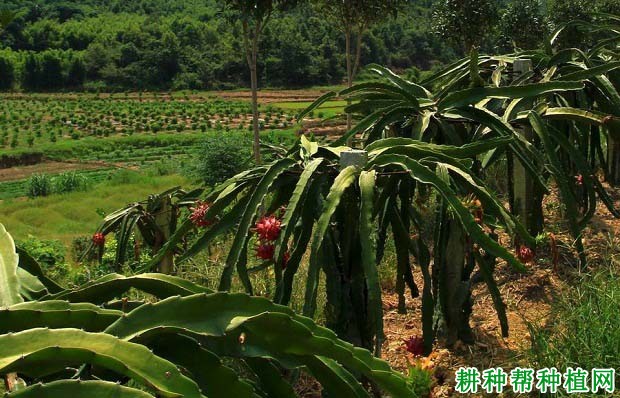 火龙果种植条件是什么样? 火龙果种植条件是什么样?