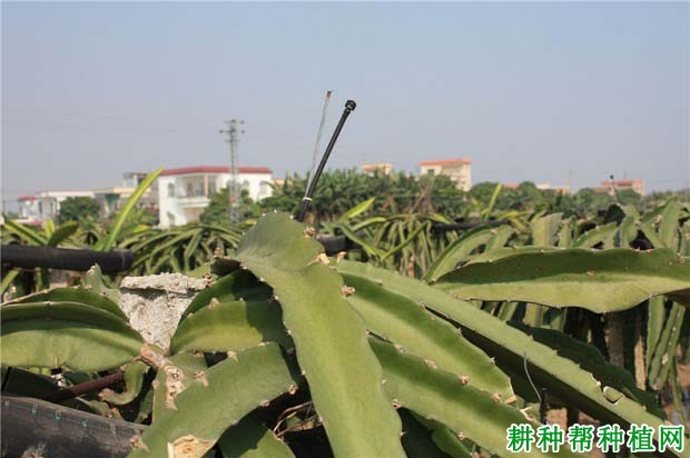 火龙果种植条件是什么样? 火龙果种植条件是什么样?