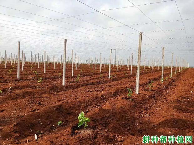 百香果苗如何移栽定植? 百香果苗如何移栽定植?