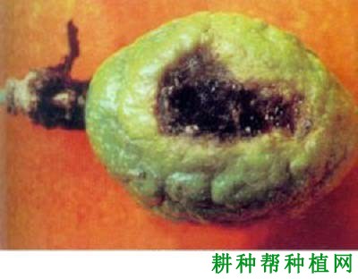 百香果黑斑病如何防治? 百香果黑斑病如何防治?