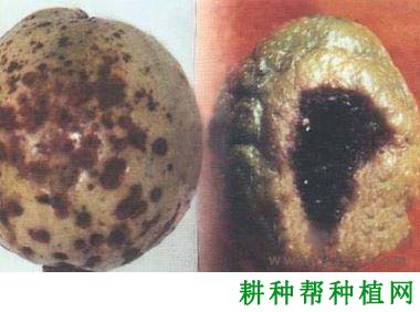 百香果黑斑病如何防治? 百香果黑斑病如何防治?