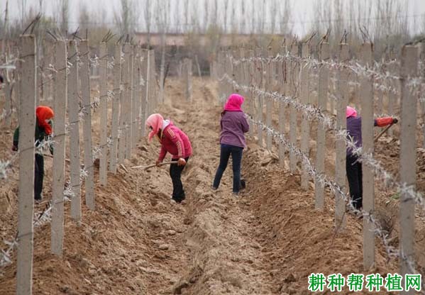 种植百香果如何搭架子? 种植百香果如何搭架子?