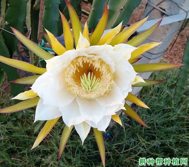 火龙果什么时候开花,开花习性是怎么样? 火龙果什么时候开花,开花习性是怎么样?