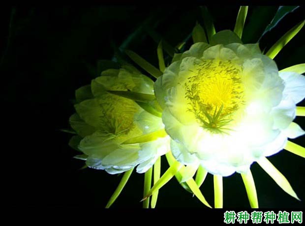 火龙果什么时候开花,开花习性是怎么样? 火龙果什么时候开花,开花习性是怎么样?