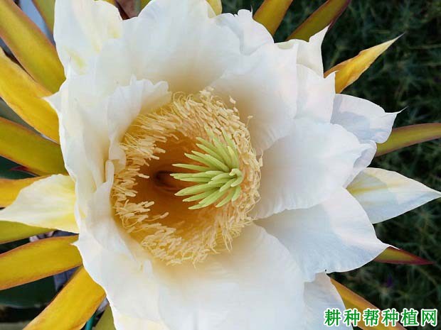 火龙果什么时候开花,开花习性是怎么样? 火龙果什么时候开花,开花习性是怎么样?