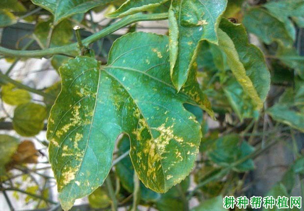 百香果脂溢性叶斑病如何防治? 百香果脂溢性叶斑病如何防治?