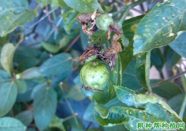 百香果脂溢性叶斑病如何防治? 百香果脂溢性叶斑病如何防治?