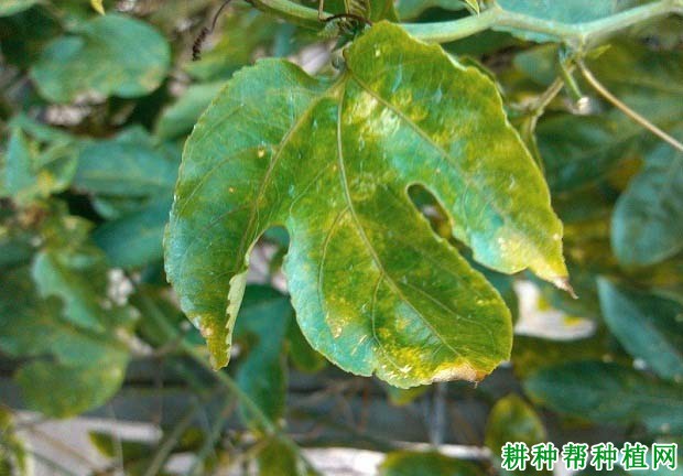 百香果脂溢性叶斑病如何防治? 百香果脂溢性叶斑病如何防治?