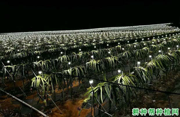种火龙果赚钱吗? 种火龙果赚钱吗?