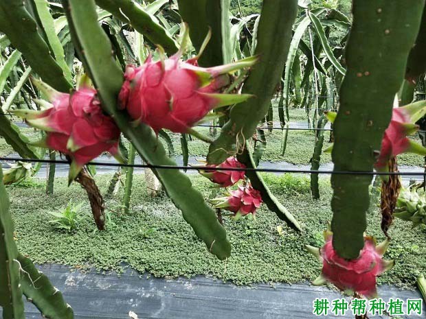 种火龙果赚钱吗? 种火龙果赚钱吗?