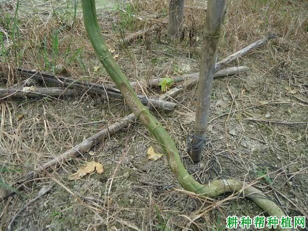 百香果主蔓干腐病如何防治? 百香果主蔓干腐病如何防治?