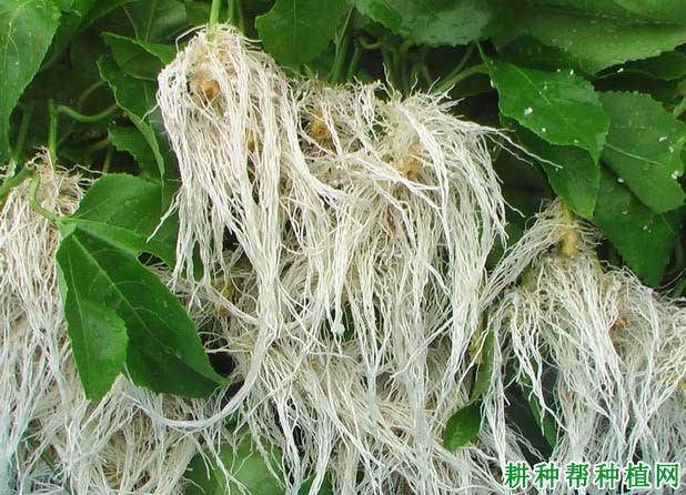 种植百香果如何使用激素? 种植百香果如何使用激素?