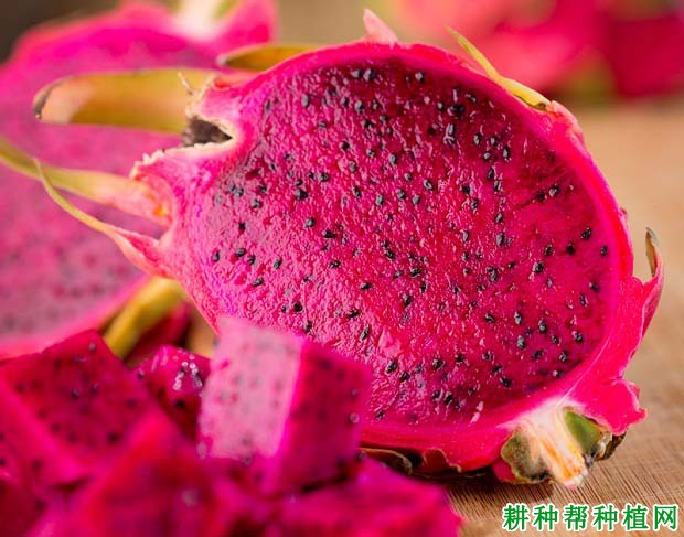 火龙果有什么用途? 火龙果有什么用途?