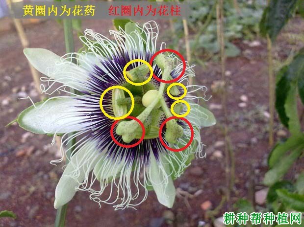 百香果花怎么授粉? 百香果花怎么授粉?