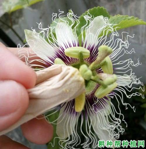 百香果花怎么授粉? 百香果花怎么授粉?