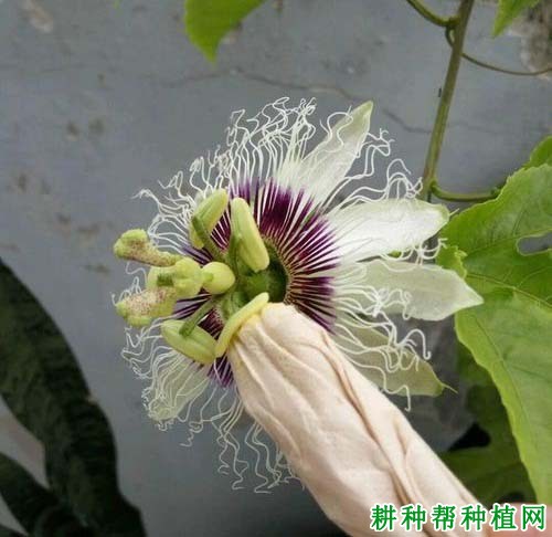 百香果花怎么授粉? 百香果花怎么授粉?