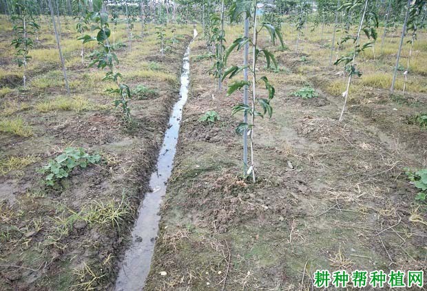 水分对百香果的生长有什么影响? 水分对百香果的生长有什么影响?
