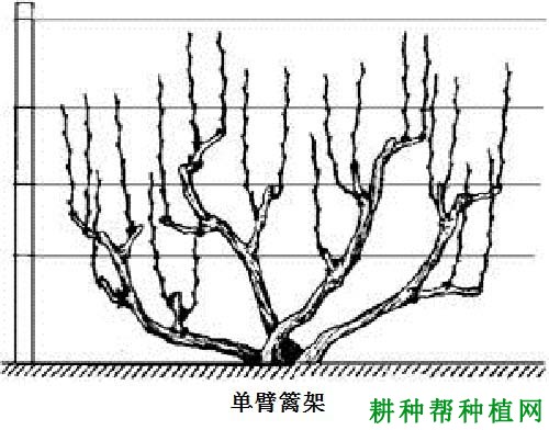 种植葡萄如何选择棚架? 种植葡萄如何选择棚架?